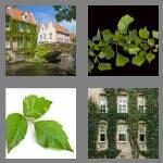 4 pics 1 word 3 letters ivy