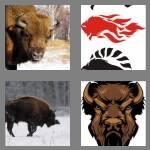cheats-4-pics-1-word-5-letters-bison-1867675
