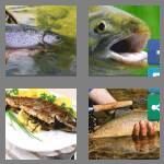 cheats-4-pics-1-word-5-letters-trout-9885829