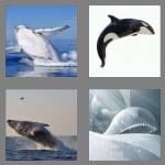 cheats-4-pics-1-word-5-letters-whale-3818649