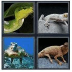 answer-reptile-2