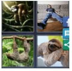 answer-sloth-2