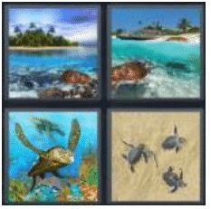 answer-turtle-2